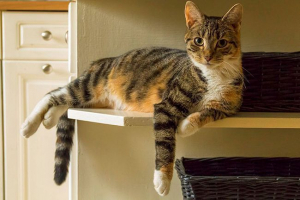 Jak określić, co kot jest w ciąży?